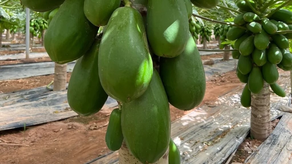 capgen seeds papaya Colima|capgen seeds papaya Colima